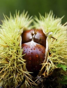 castagne (3)